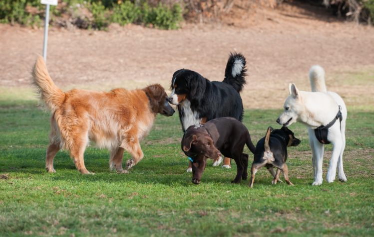 A Importância da Socialização para Pets